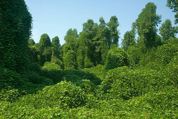 Kudzu: Roślina o wielu właściwościach zdrowotnych a także leczniczych