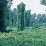 kudzu