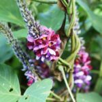 kwiatostan kudzu