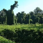 kudzu